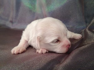 Female Shih tzu Bichon Puppy for sale #9 Born Jan. 1st 2013 Ready Feb. 28th 2013|Shipping $150 to most large airports Like Charlotte NC